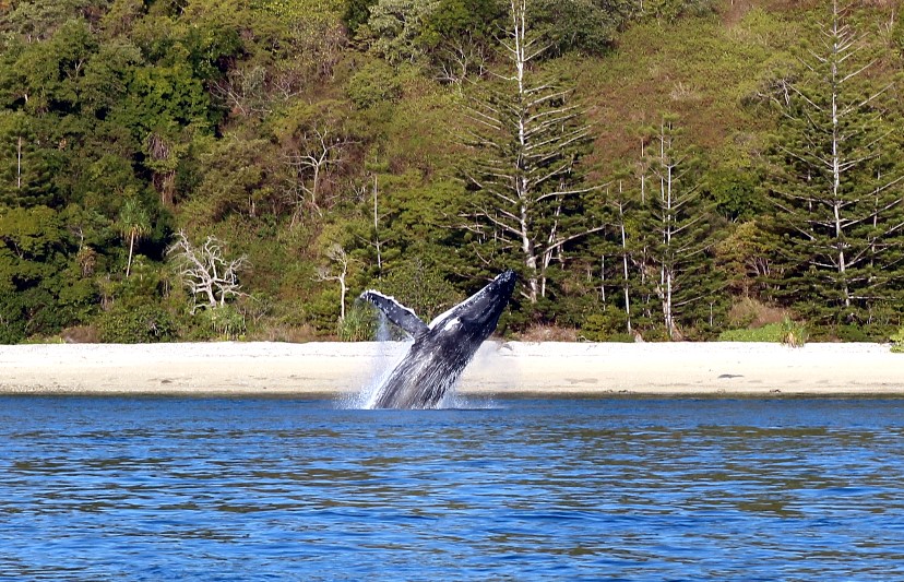 Sailing Whitsundays Hero Image For The Underwater World of the Whitsundays