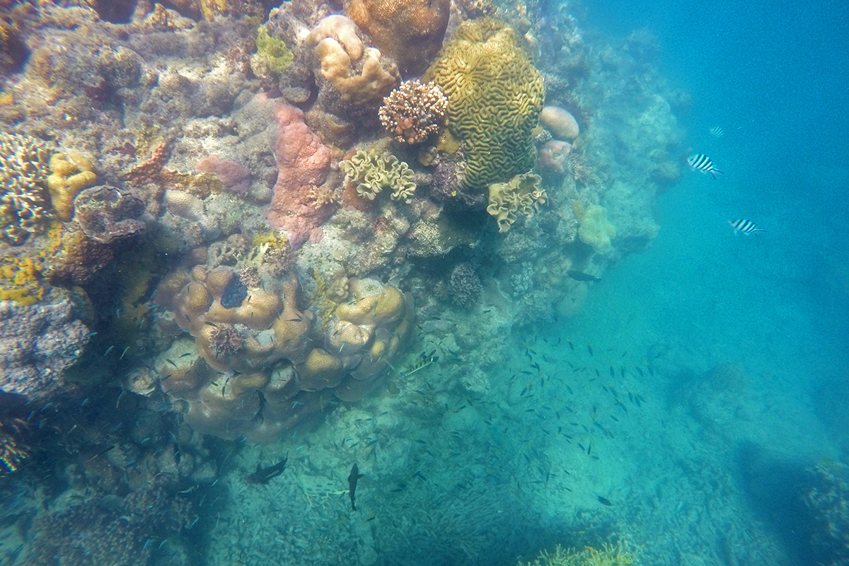 Sailing Whitsundays Hero Image For What is Coral Bleaching?