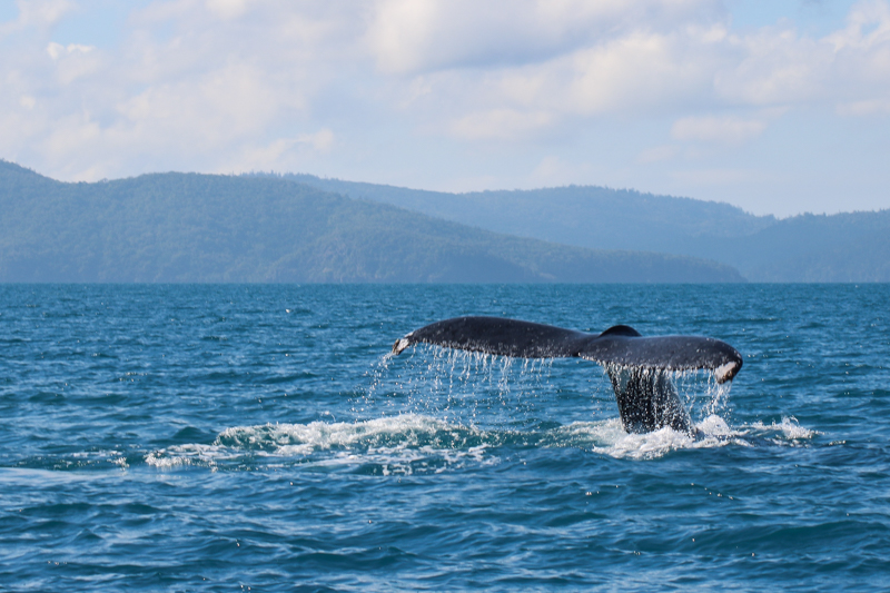 Winter Whale Season Whales in the Whitsundays