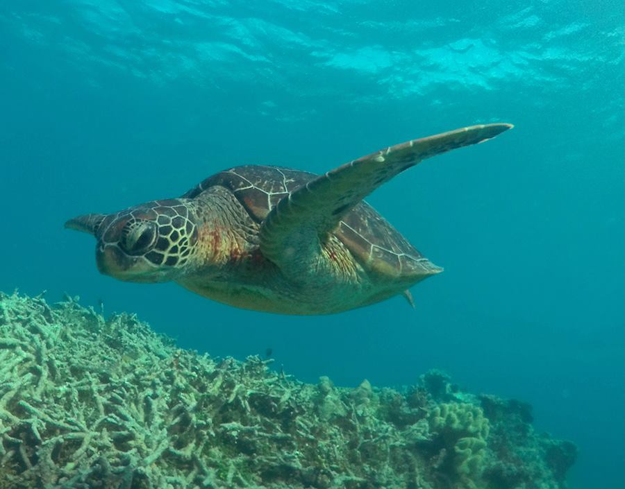 Sailing Whitsundays Hero Image For The Great Barrier Reef is the best place to visit for 2016