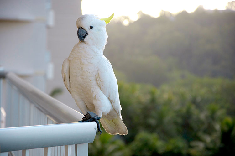 Sailing Whitsundays Hero Image For Birds of the Whitsundays