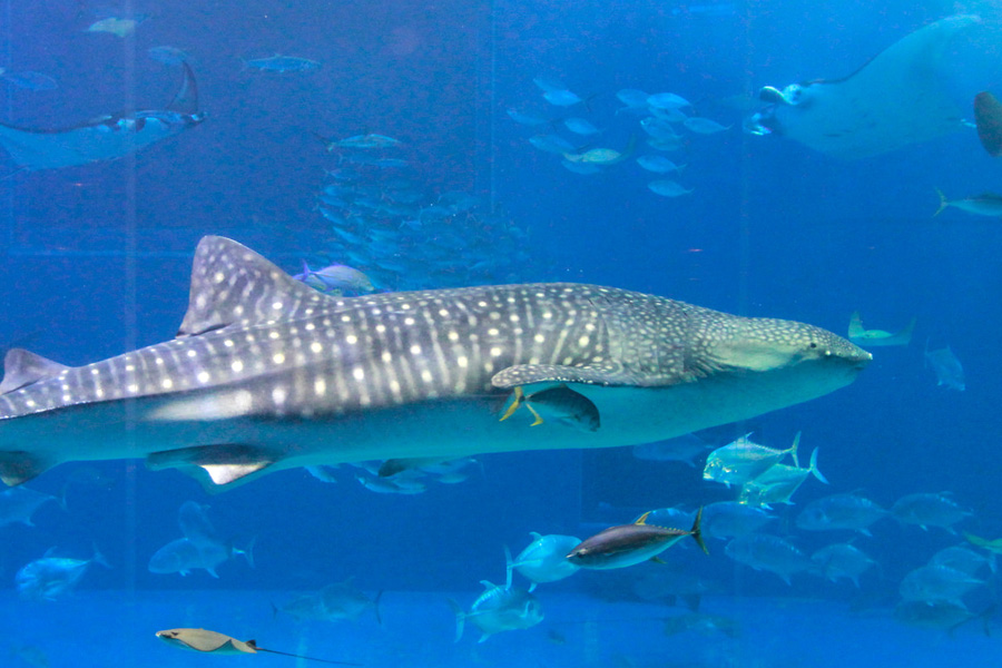 Sailing Whitsundays Hero Image For Whale Sharks in the Whitsundays