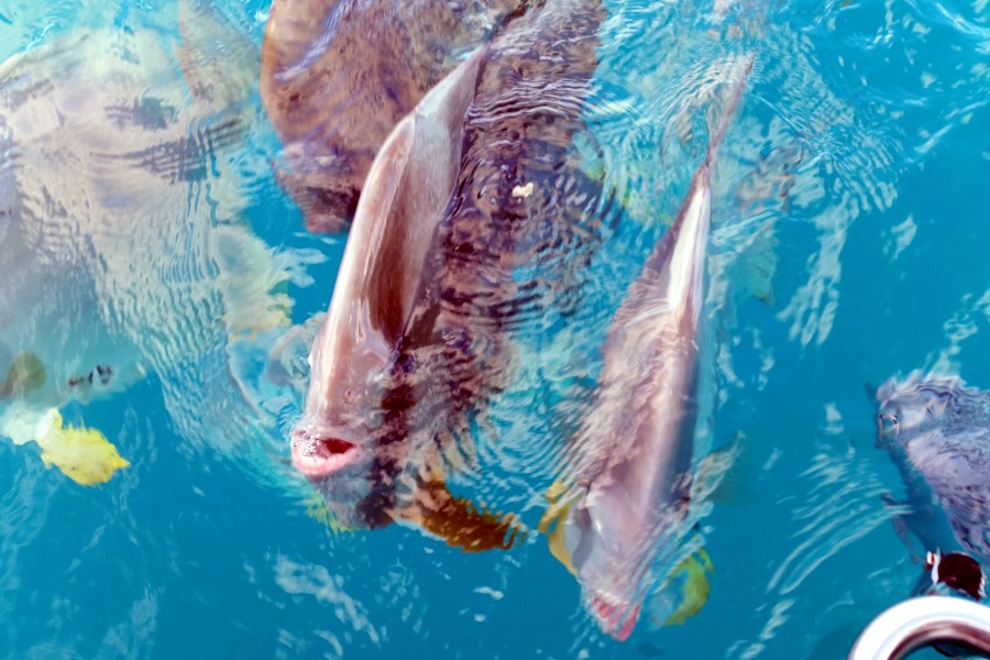 Sailing Whitsundays Hero Image For Conservation Efforts on the Great Barrier Reef