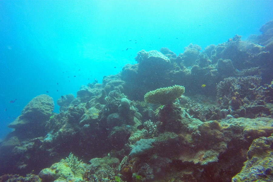 Cairns Tours Hero Image For What Is Sea Walking?
