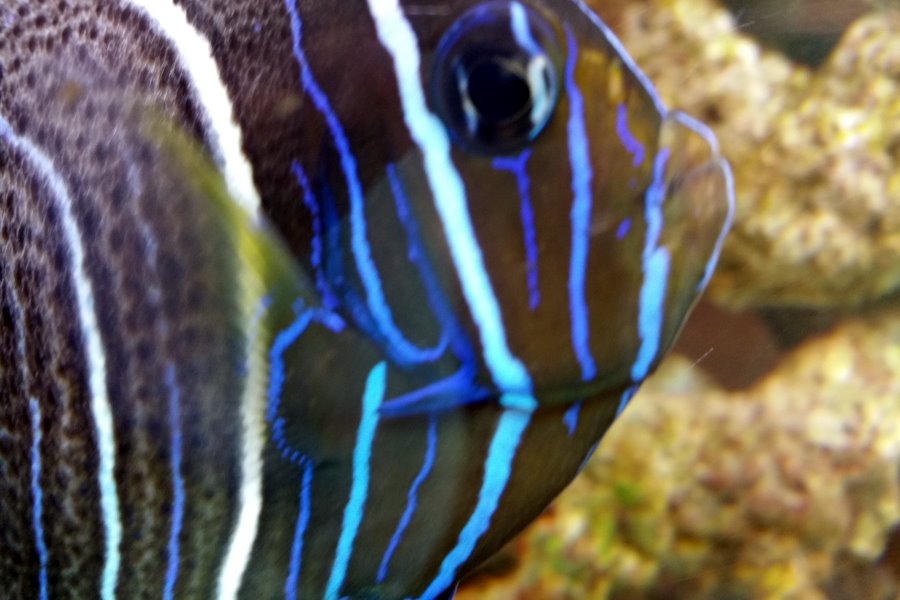 Sailing Whitsundays Hero Image For How Herbivores Help the Reef