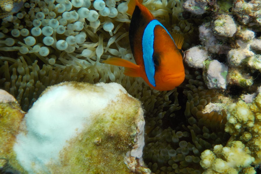 Sailing Whitsundays Hero Image For Reef Relationships and Fish Families