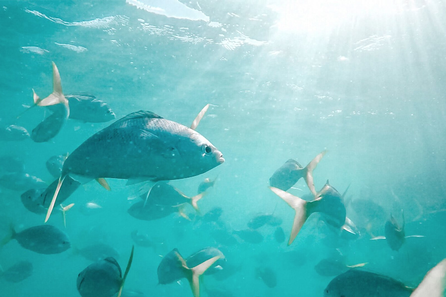 Sailing Whitsundays Hero Image For Current Quality of the Whitsunday Reefs