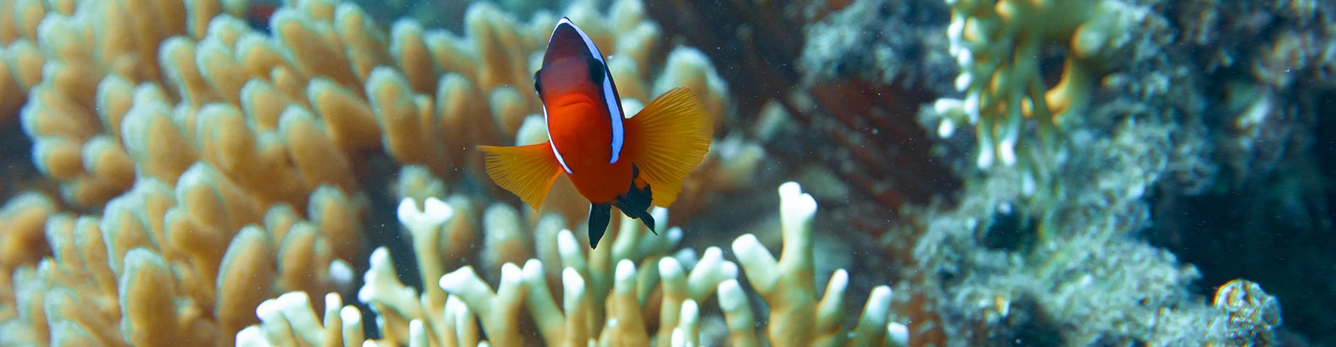 Diving Courses: Whitsunday Great Barrier Reef Scuba Diving - Sailing Whitsunday Image