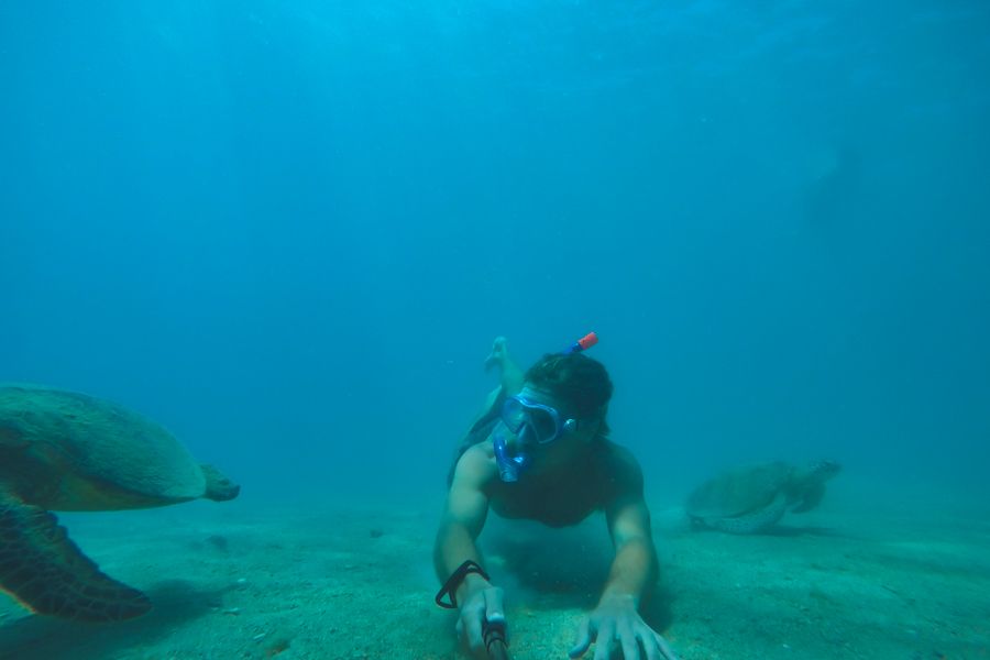 turtles, whitsundays
