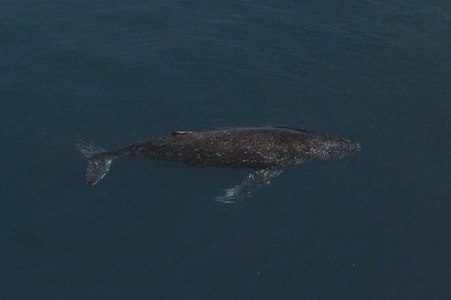 Whale in Australia whale drifting through the calm ocean in australia
