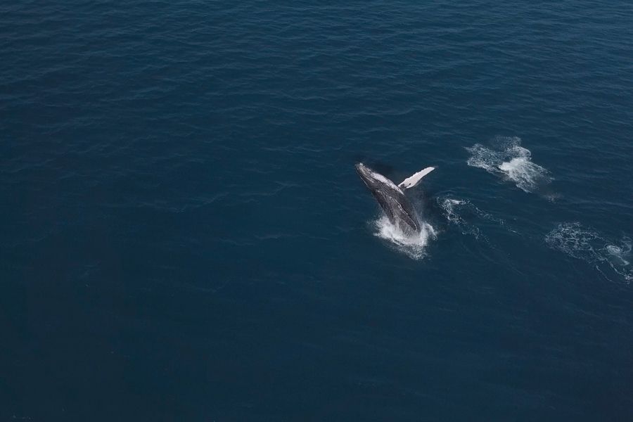 Whale breaching in Australia humpback whale breaching in the deep blue ocean of austraila