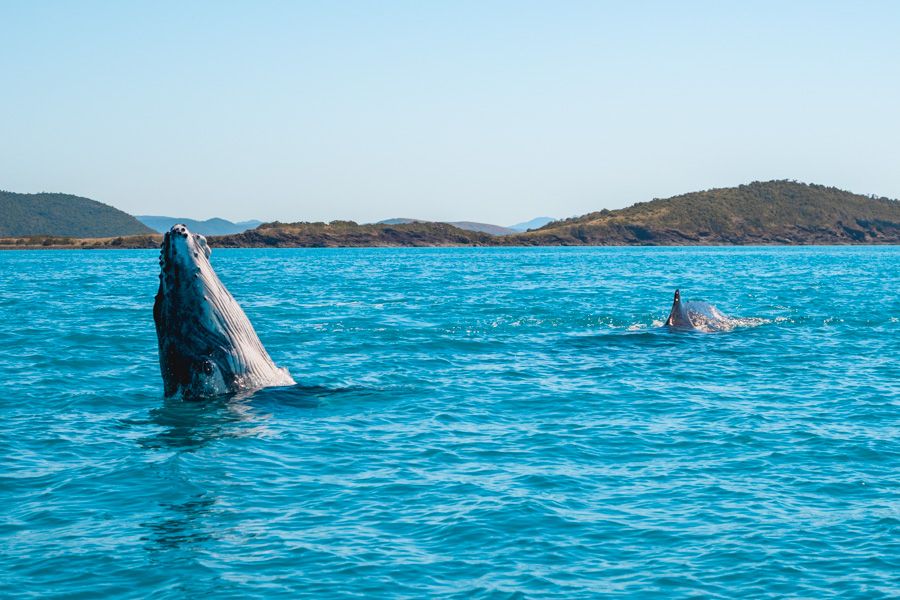 whale sticking its head out of the water