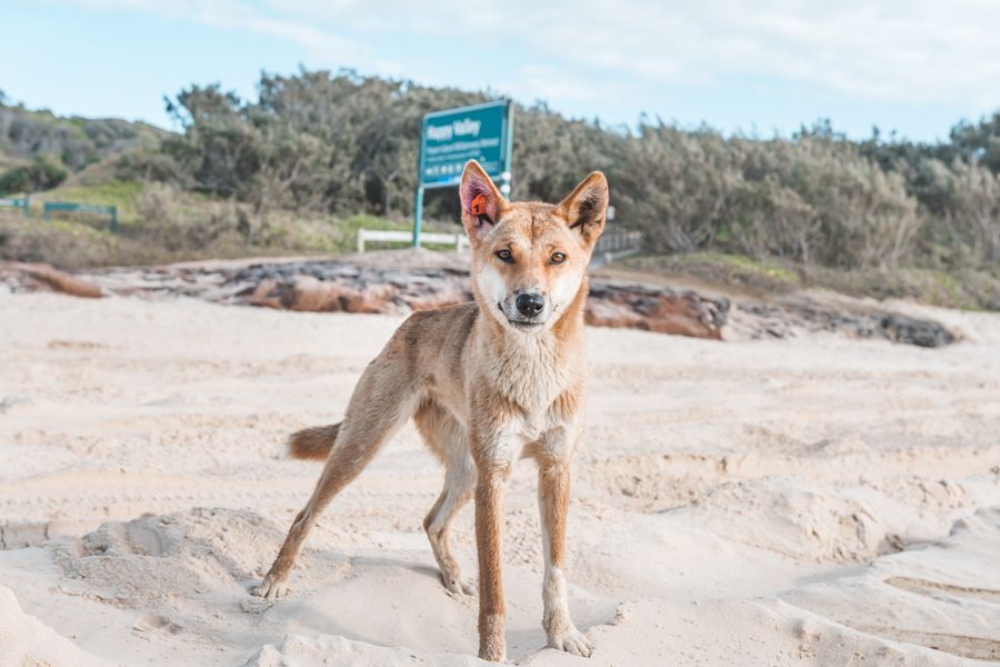 dingoes