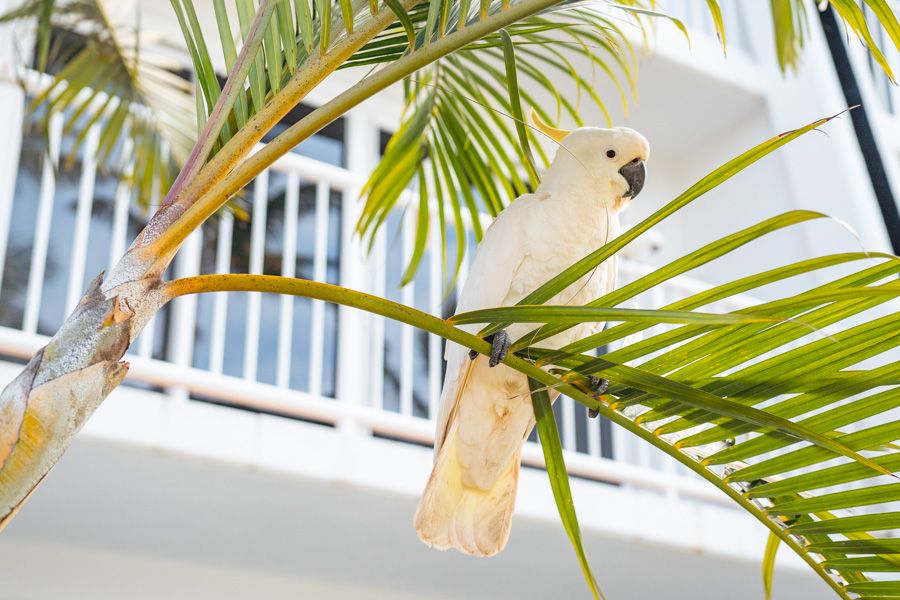 cockatoo, hamilton island