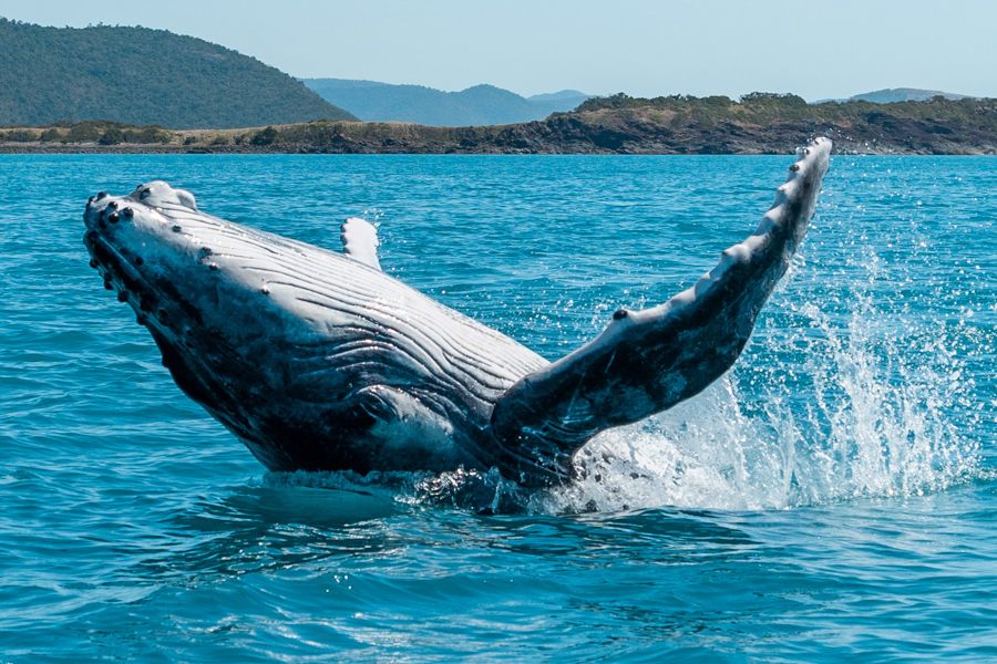 reef-festival-2020 Whale