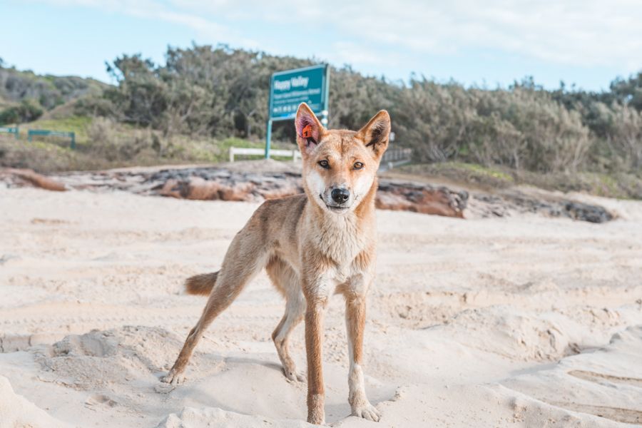 Dingo on the Beach dingo standing alert on the beach on k'gari