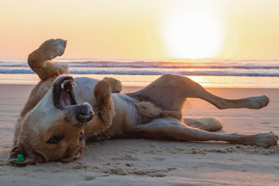 Dingo on K'gari Fraser Island Dingo rolling on the sand by the beach