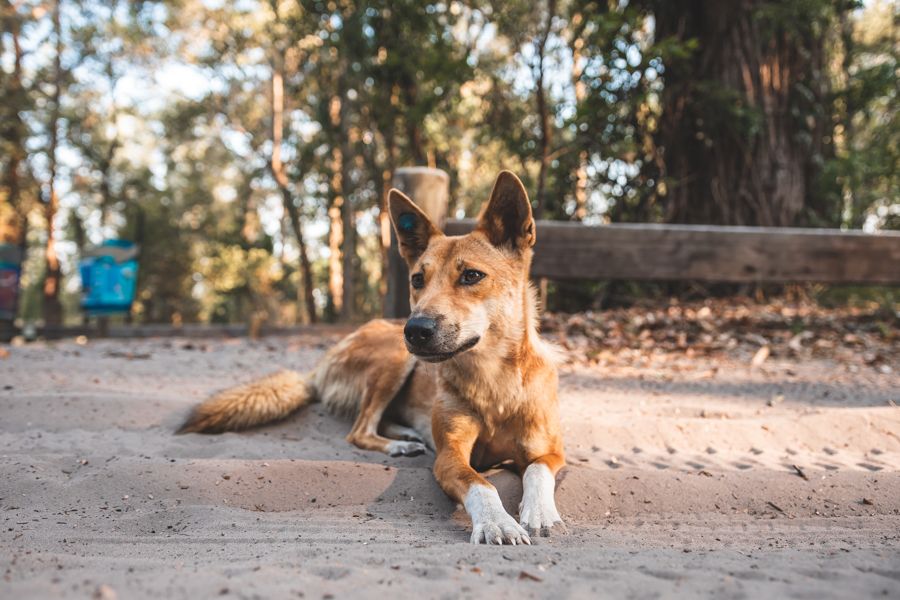 Dingo in K'gari Rainforest Dingo sitting in the sand on kgari in the rainforest