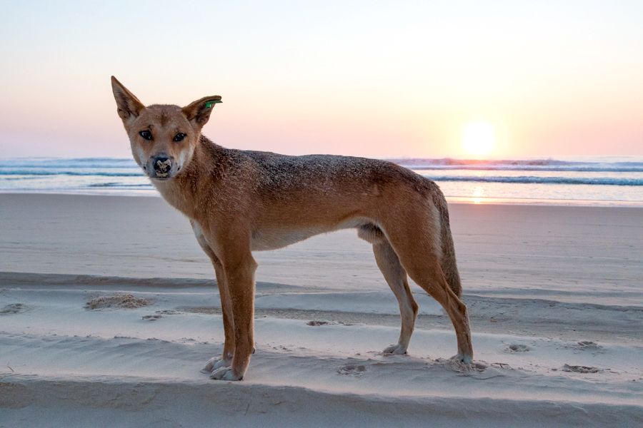fraser-island-dingo Fraser Island Dingo