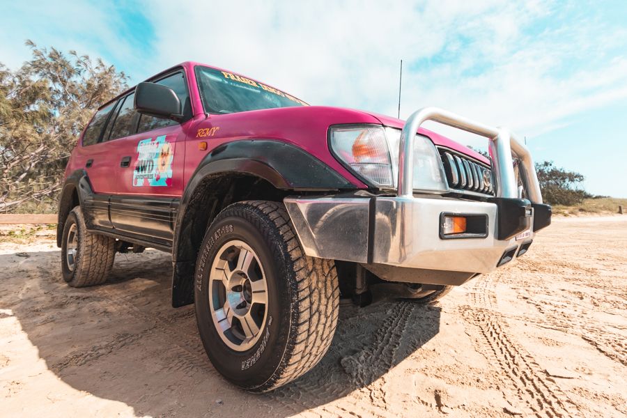 fraser-dingos Fraser Dingos