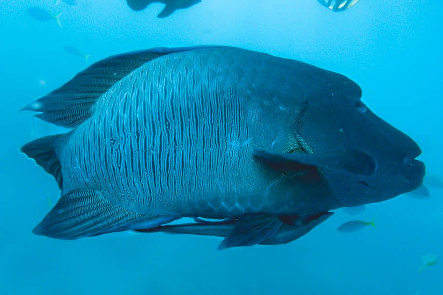 maori wrasse maori wrasse