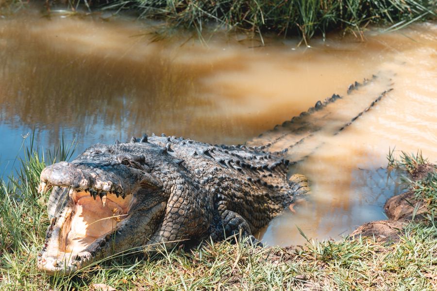 Salt Water Crocodiles in Airlie Beach Salt Water Crocodiles