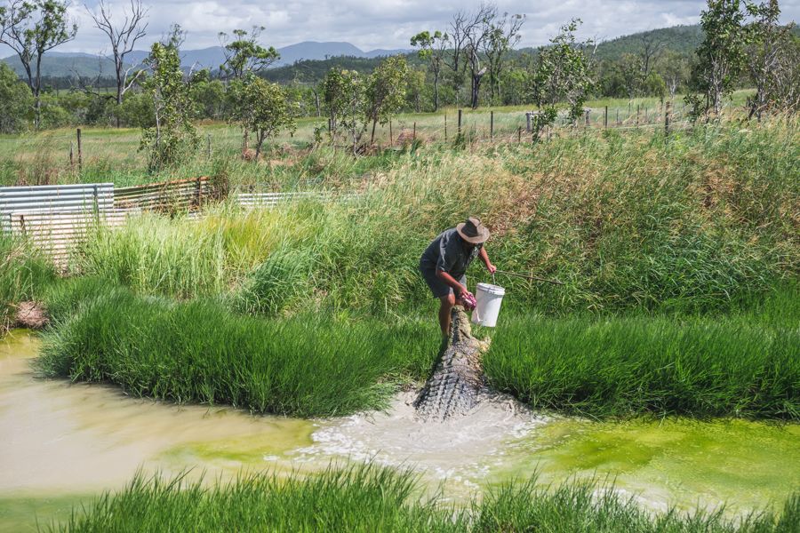 Crocodile Feeding, Bredl's Wild Farm Crocodile Feeding, Bredl's Wild Farm