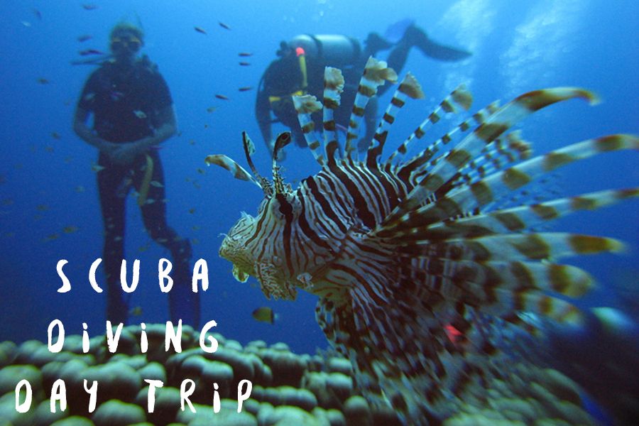Scuba Day Trips