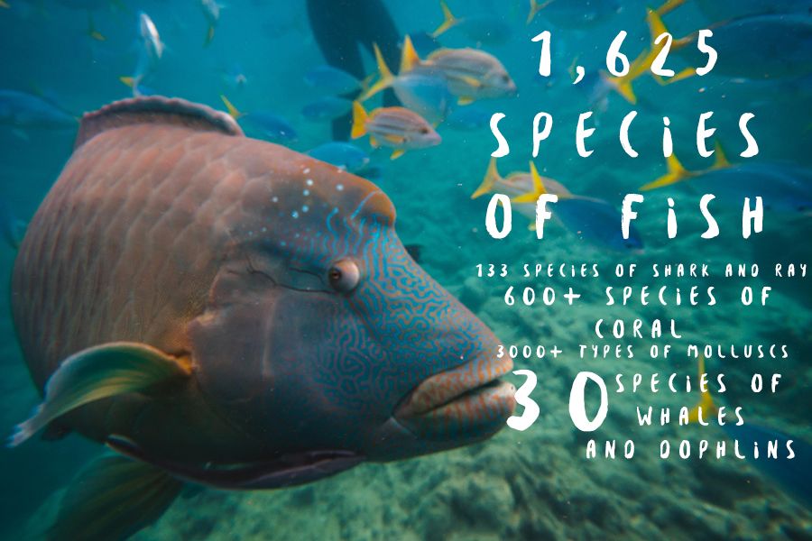 Species living on the reef Species living on the reef