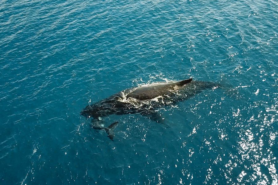 Whales Whitsundays whales swimming in the ocean around the whitsundays