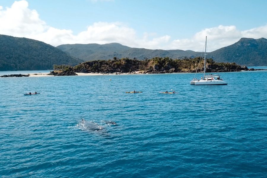 whales in whitsundays whales swimming near a catamaran in whitsundays