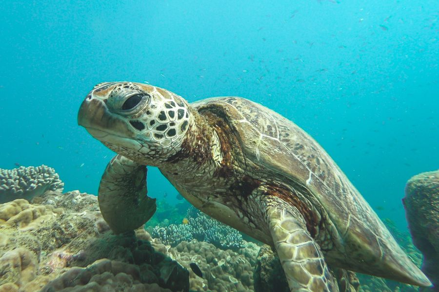 turtle, whitsundays