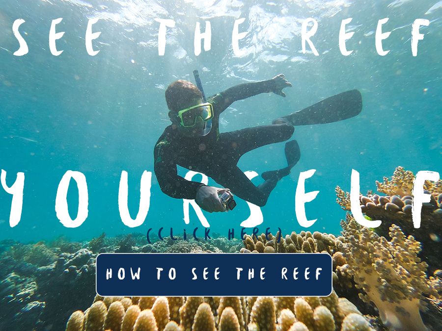 See the Reef Yourself