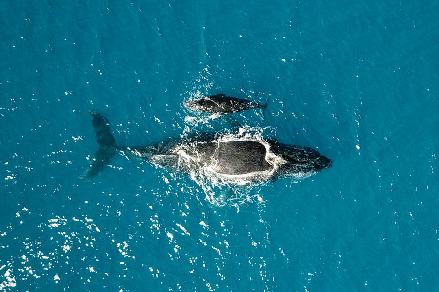 Whitsunday Whales Mother and baby humpback whale swimming in the Whitsundays