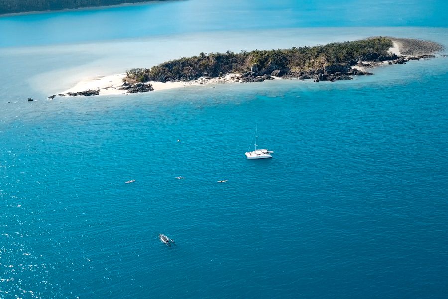 Whales watching Airlie beach Whale swimming in the whitsunday waters near a boat tour
