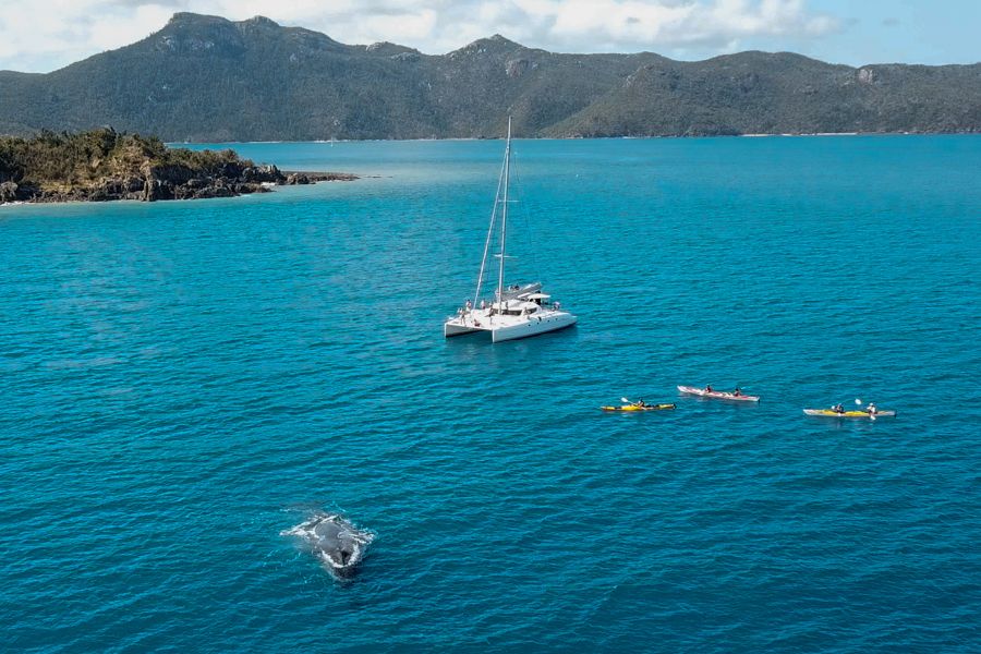 Whales in the Whitsundays Whale swimming near a catamaran tour in the Whitsundays