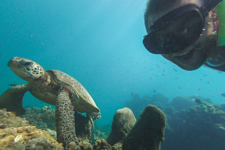 turtle selfie