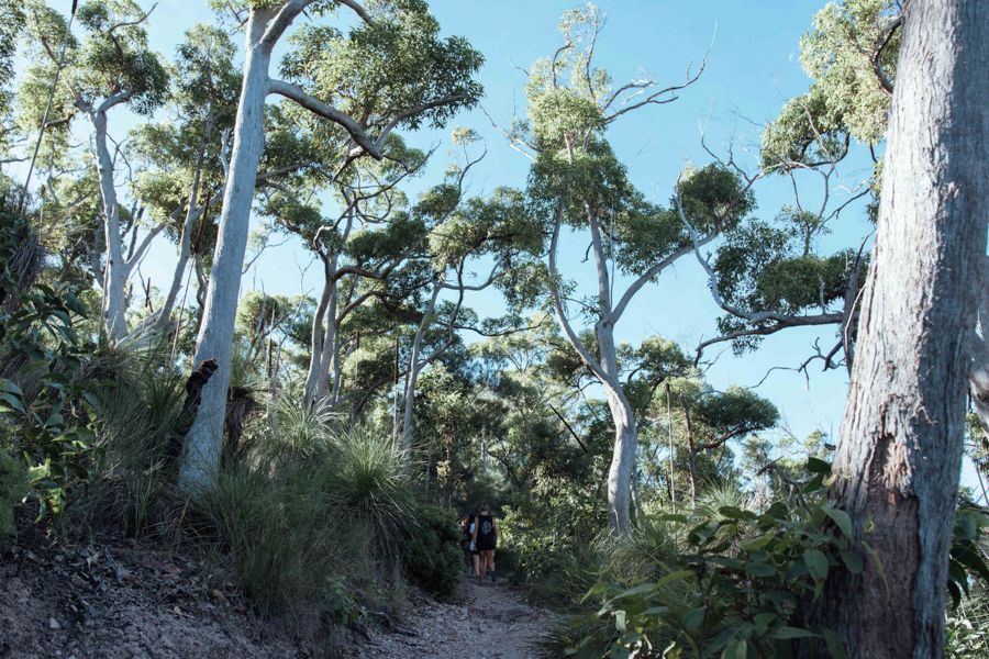 Whitsunday Hiking bushwalking track in the forest near airlie beach