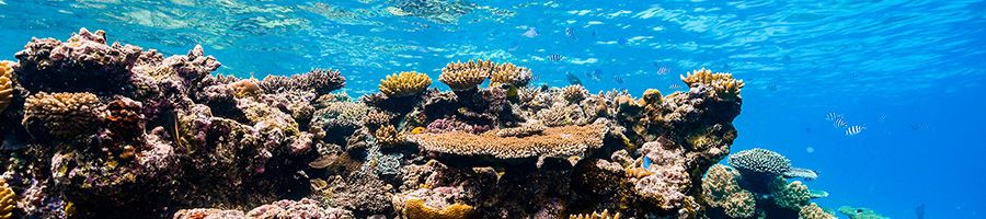 The reef underwater
