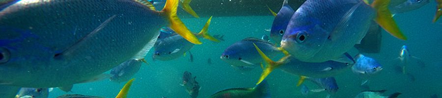 Tropical fish in the Great Barrier Reef, snorkelling in the Whitsundays