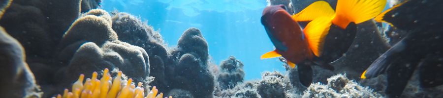 Snorkelling with Entice Catamaran, Great Barrier Reef