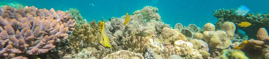 cairns, great barrier reef, tour