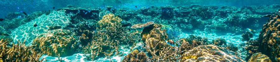 Reef site in Cairns with a turtle