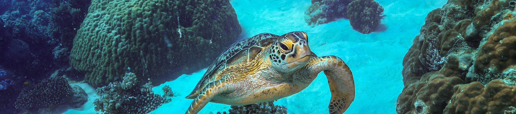 Green Sea Turtle underwater