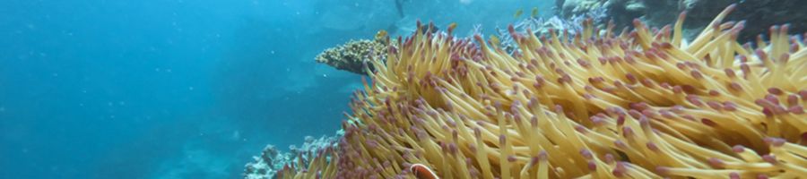 Whitsunday Great Barrier Reef Coral 