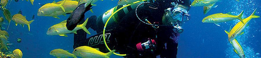 scuba diving with fish