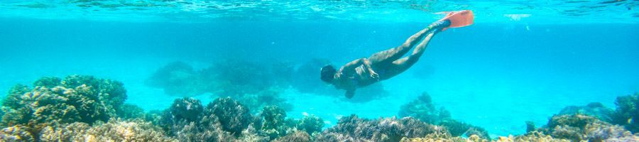 person snorkelling above corals in the great barrier reef