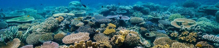 coral reefs underwater in the great barrier reef near cairns