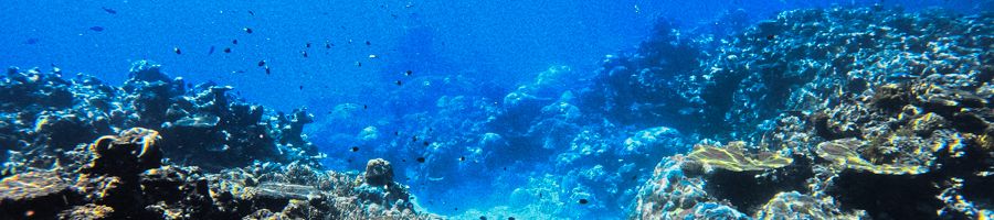 corals on the Great Barrier Reef near Port Douglas