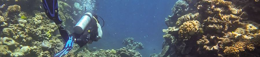 scuba diver swimming through great barrier reef corals